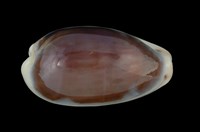 藏品(愛龍寶螺)的圖片